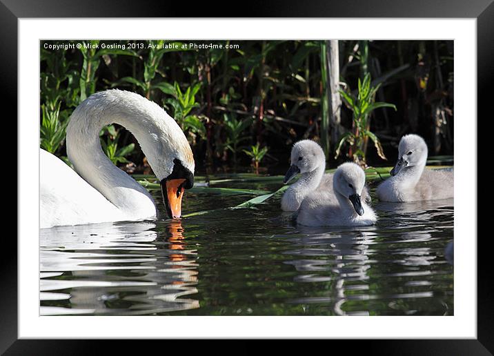 Mute Swan and Cygnets Framed Mounted Print by RSRD Images 