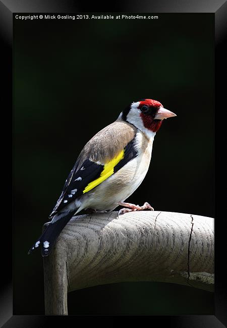 Goldfinch Framed Print by RSRD Images 