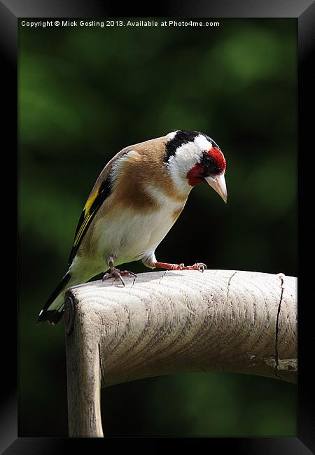 Goldfinch Framed Print by RSRD Images 