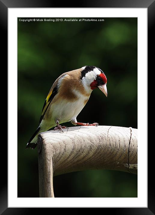 Goldfinch Framed Mounted Print by RSRD Images 