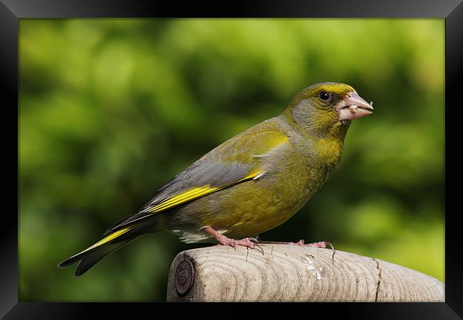 Greenfinch Framed Print by RSRD Images 
