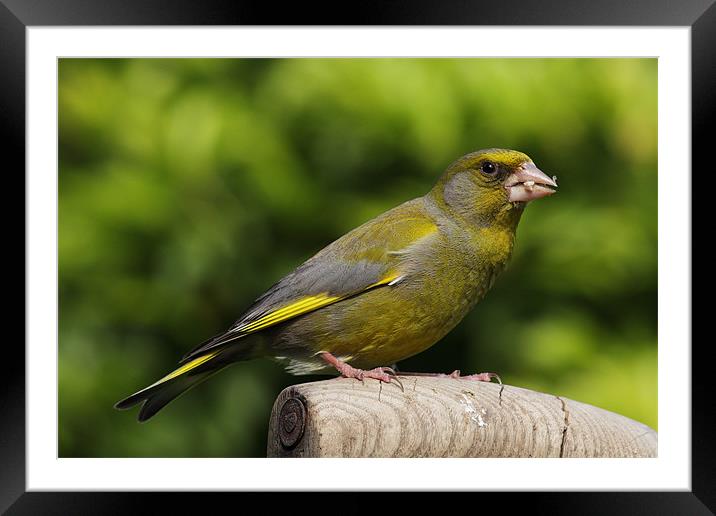 Greenfinch Framed Mounted Print by RSRD Images 
