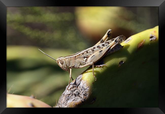Grasshopper Framed Print by RSRD Images 