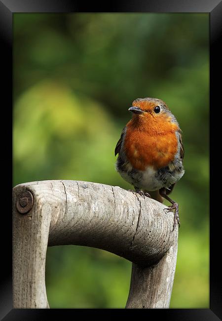  Robin on an old wooden garden fork. Framed Print by RSRD Images 