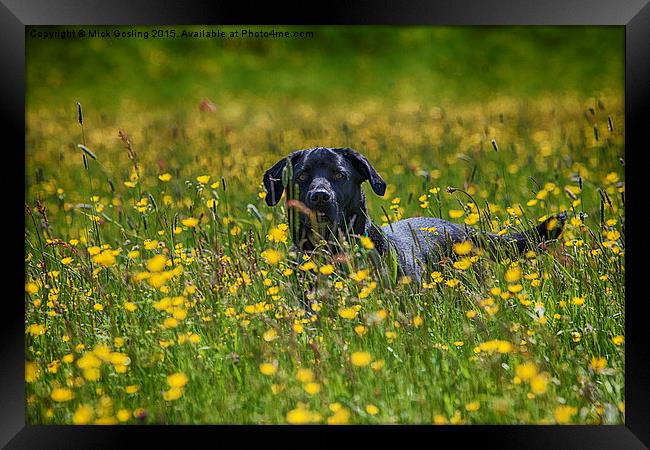 Labrador in the Buttercups.  Framed Print by RSRD Images 