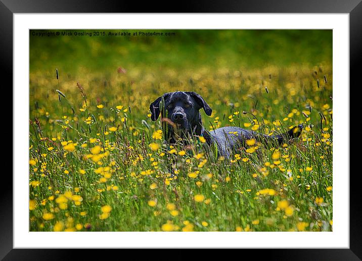 Labrador in the Buttercups.  Framed Mounted Print by RSRD Images 