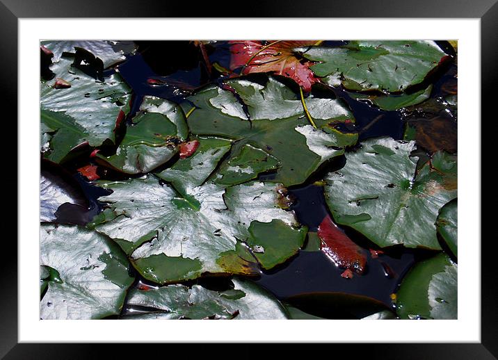 Leaves in the Pond Framed Mounted Print by Luke Wakely