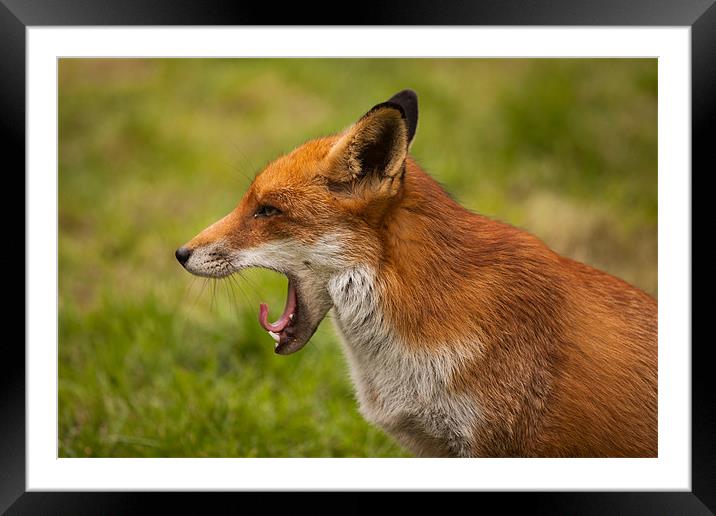 Red Fox Yawning Framed Mounted Print by David Craig Hughes