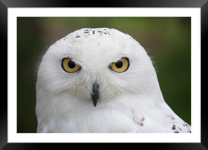 Snowy Owl Framed Mounted Print by David Craig Hughes