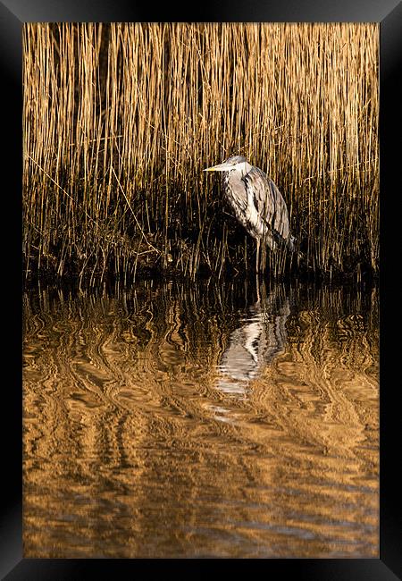 Grey Heron Framed Print by David Craig Hughes