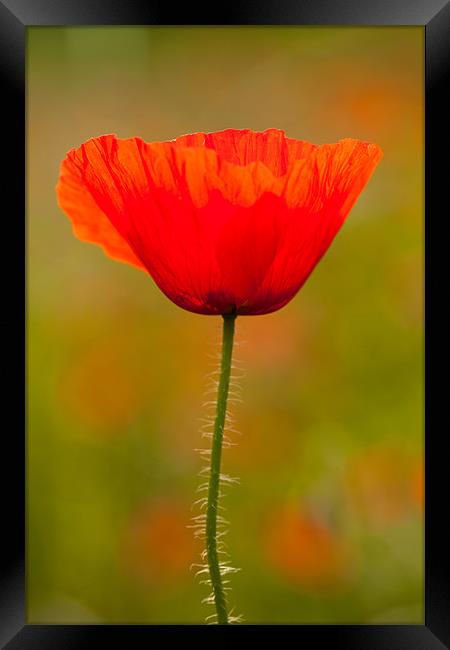 Field Poppy Framed Print by David Craig Hughes