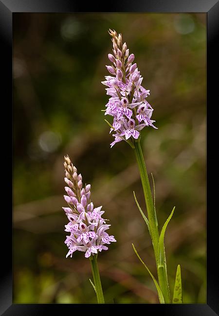 Orchids Framed Print by David Craig Hughes