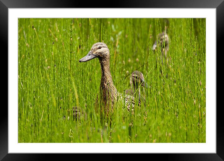 Ducks in Horsetail Framed Mounted Print by David Craig Hughes