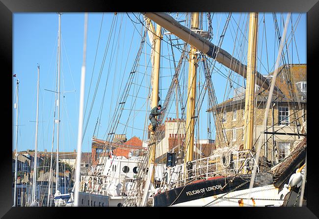Tall ship Pelican Framed Print by Malcolm Snook