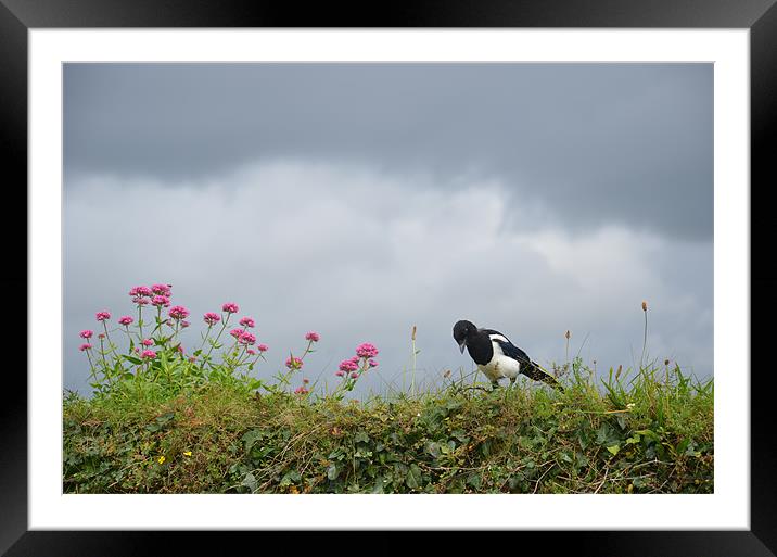 Magpie and wild flowers Framed Mounted Print by Malcolm Snook