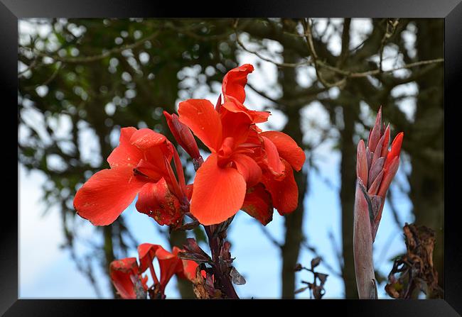 Wild Red Iris Framed Print by Malcolm Snook