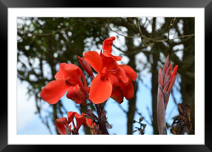 Wild Red Iris Framed Mounted Print by Malcolm Snook