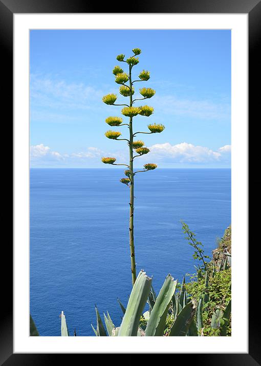 Inflorescence of Agave plant Framed Mounted Print by Malcolm Snook