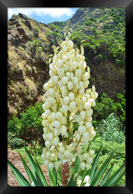 Yucca flowers in the Azores Framed Print by Malcolm Snook