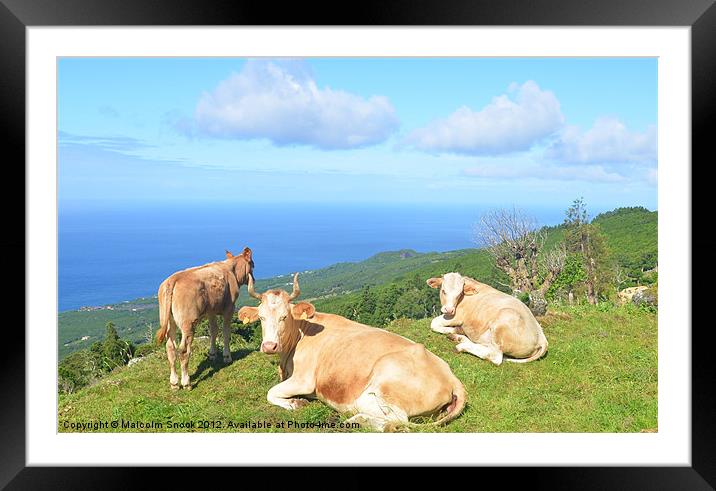 Cattle on hilltop Framed Mounted Print by Malcolm Snook
