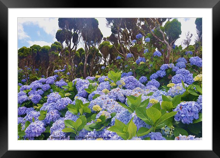 Profusion of wild Hydrangea Framed Mounted Print by Malcolm Snook