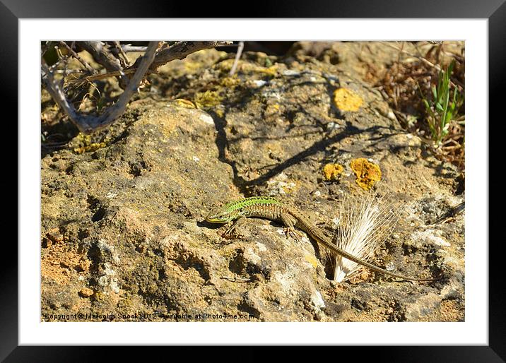 Green Lizard on rock Framed Mounted Print by Malcolm Snook
