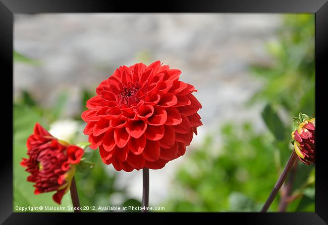 Wild Red Dahlia Framed Print by Malcolm Snook