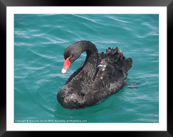 Black Swan Framed Mounted Print by Malcolm Snook