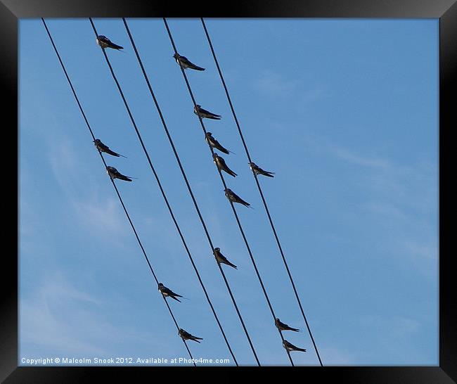 Swallows on wires Framed Print by Malcolm Snook