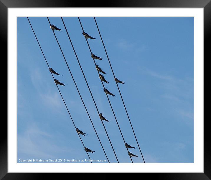 Swallows on wires Framed Mounted Print by Malcolm Snook