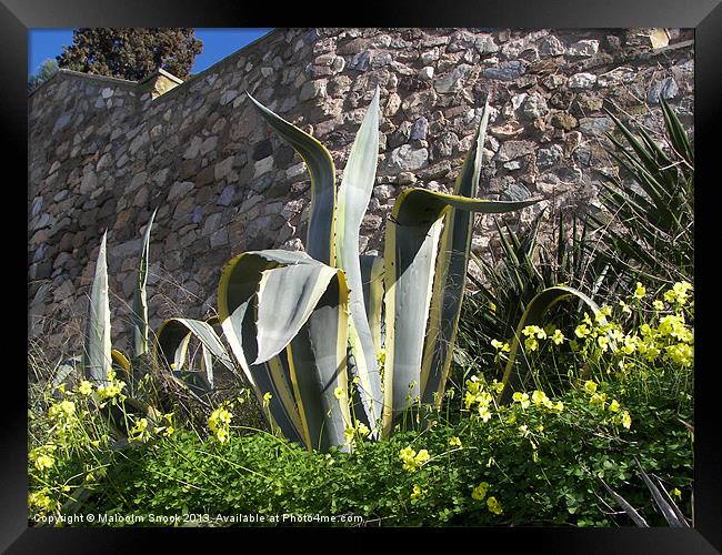 Yucca outside the town wall Framed Print by Malcolm Snook