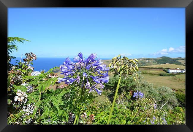 Agapanthus in the Azores Framed Print by Malcolm Snook