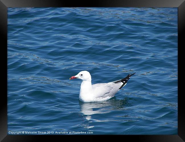 Seagull on the water Framed Print by Malcolm Snook