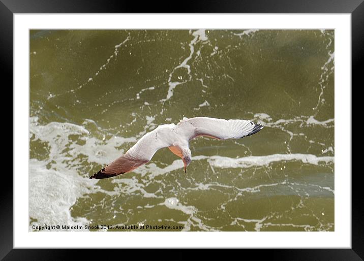 Gliding Seagull Framed Mounted Print by Malcolm Snook