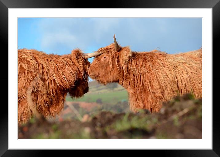  Highland Cattle Framed Mounted Print by Malcolm Snook