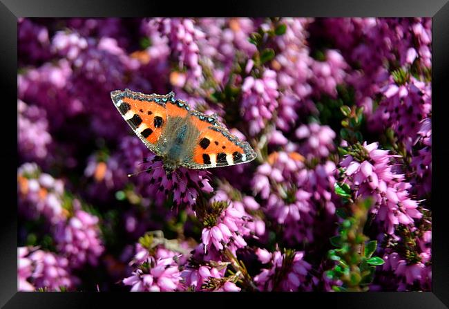 Small Tortoiseshell Butterfly Framed Print by Malcolm Snook