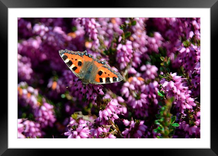 Small Tortoiseshell Butterfly Framed Mounted Print by Malcolm Snook