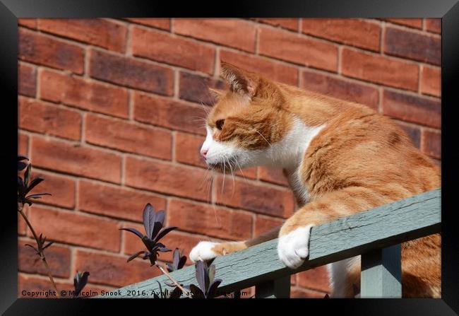 Cat On A Fence                                 Framed Print by Malcolm Snook