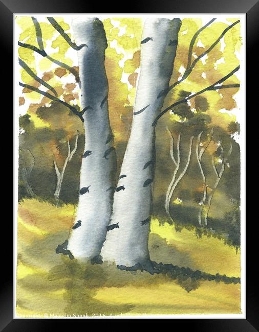 Silver Birch Forest Framed Print by Malcolm Snook