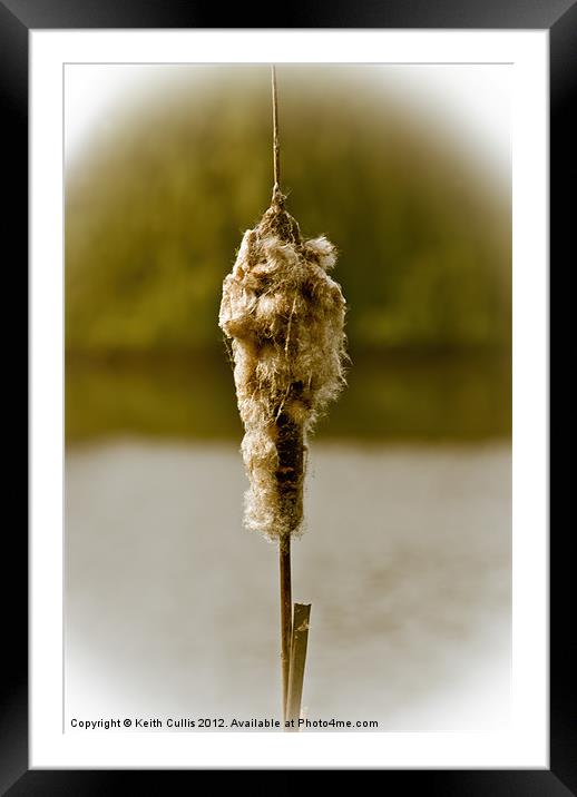 Bulrush Framed Mounted Print by Keith Cullis