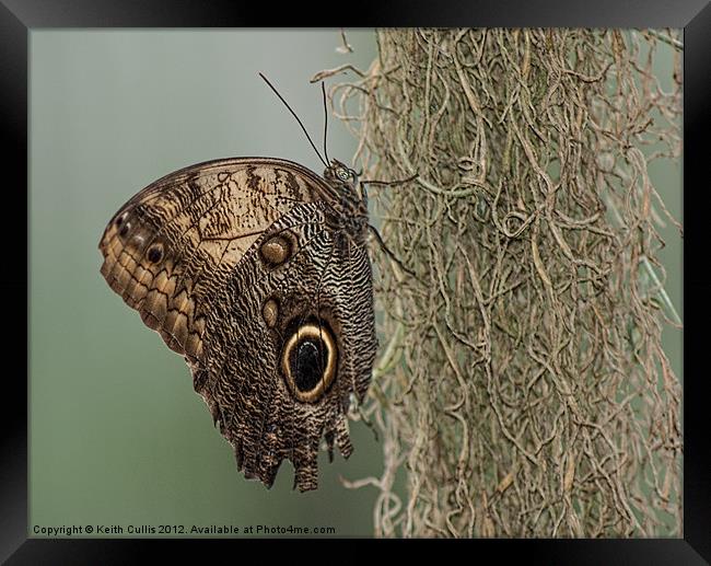 Owl Butterfly (Caligo memnon) Framed Print by Keith Cullis