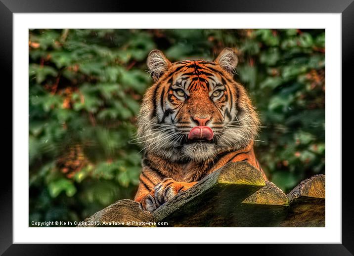 Whats For Dinner Framed Mounted Print by Keith Cullis