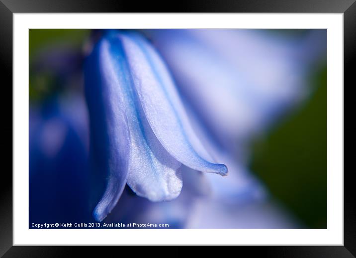 Belle In Blue Framed Mounted Print by Keith Cullis