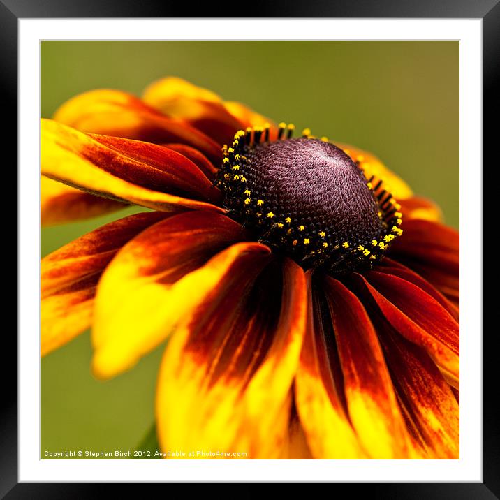 Orange and Red Rudbeckia Framed Mounted Print by Stephen Birch