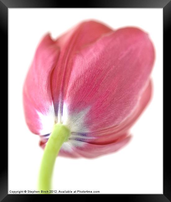 Soft pink Tulip Framed Print by Stephen Birch