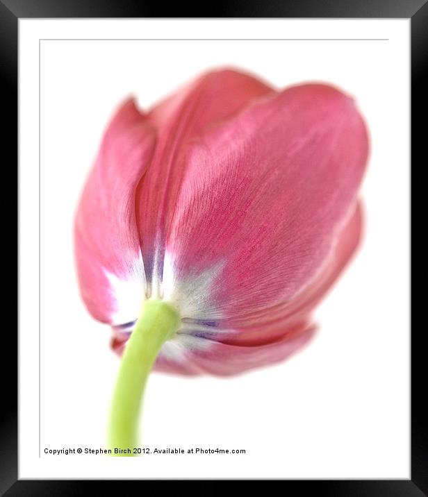 Soft pink Tulip Framed Mounted Print by Stephen Birch