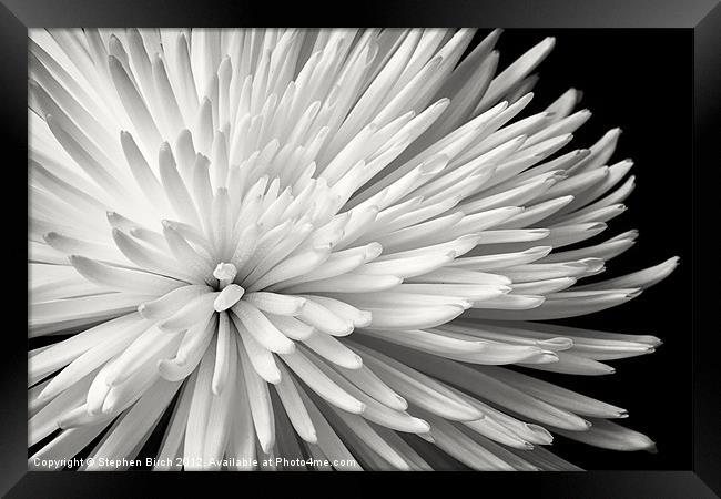 Chrysanthemum Framed Print by Stephen Birch