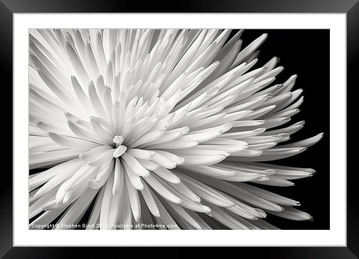 Chrysanthemum Framed Mounted Print by Stephen Birch