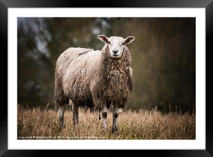 Sheep Framed Mounted Print by Stephen Birch