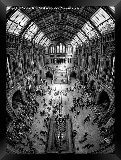 Natural History Museum, London Framed Print by Stephen Birch